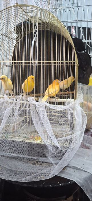 Поющие конарейки семья