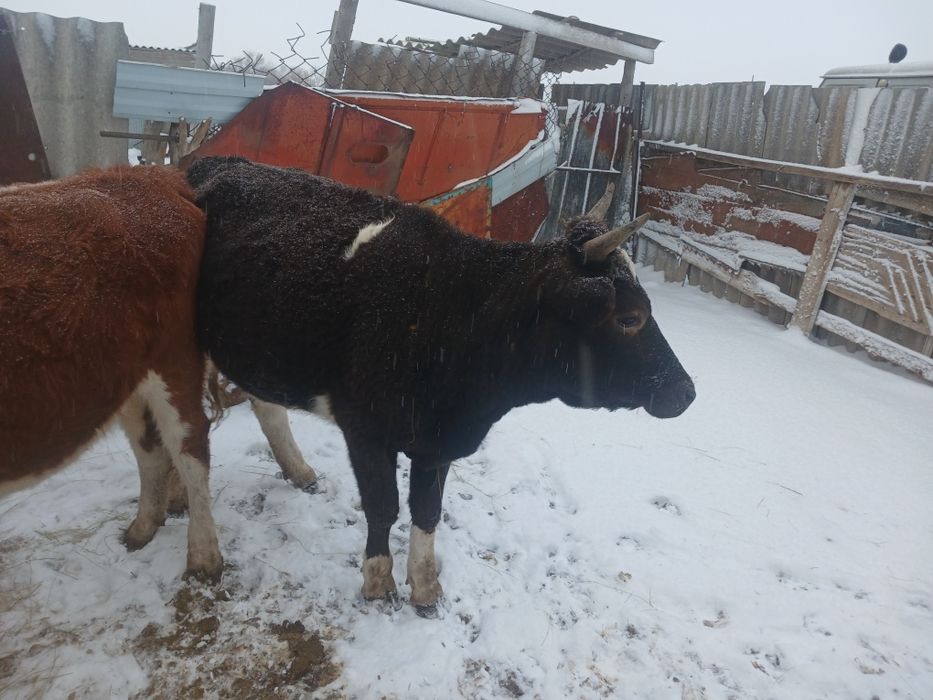 Кашар сатылады кара