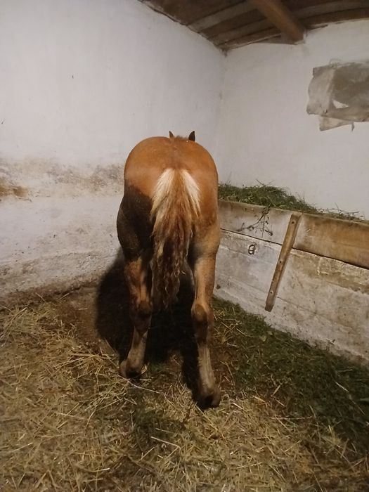 Vând 2 mânze de 5 luni