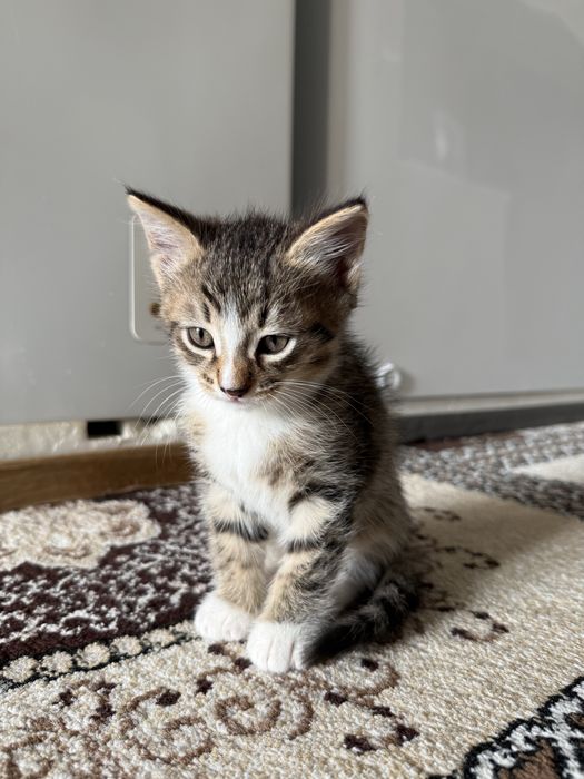 Отдам котят в добрые руки