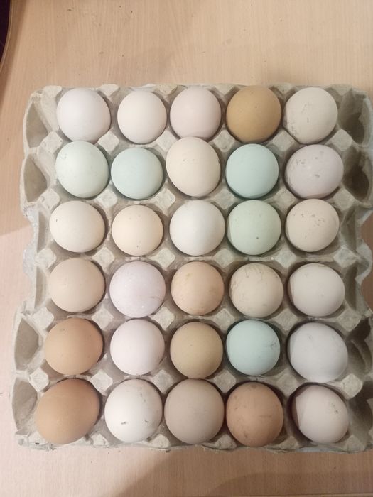 Ункубационное яйцо