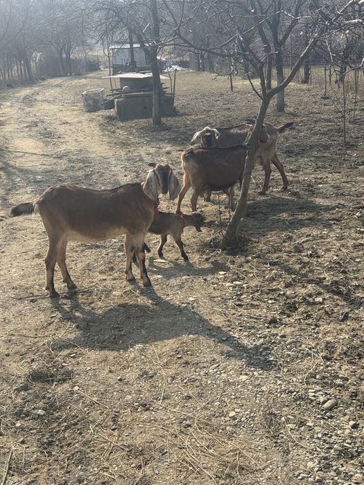 Capre anglonubian si alpina franceza