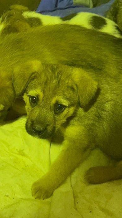 Дарю щенят!       .