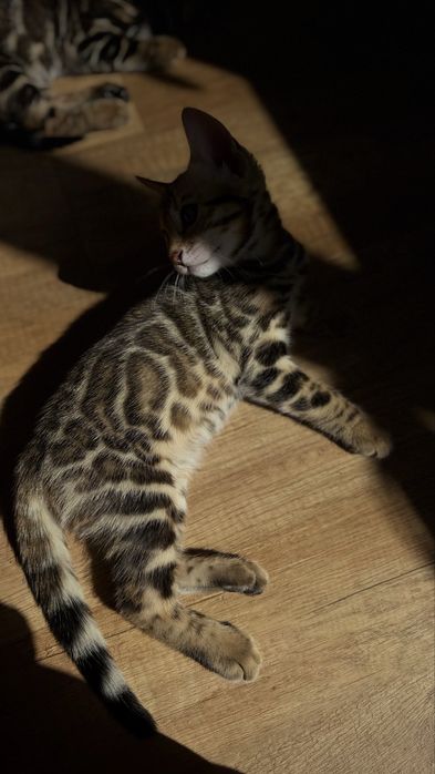 Бенгальские котята с документами