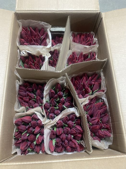 Тюльпаны Склад ОПТОМ