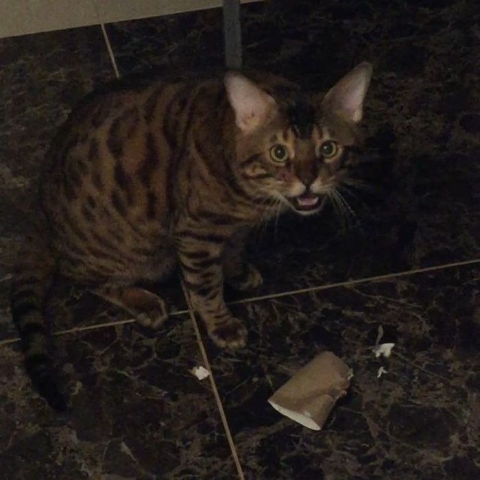 Продам бенгальского кота