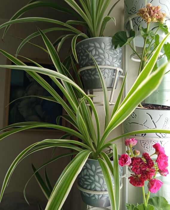 Комнатные растения