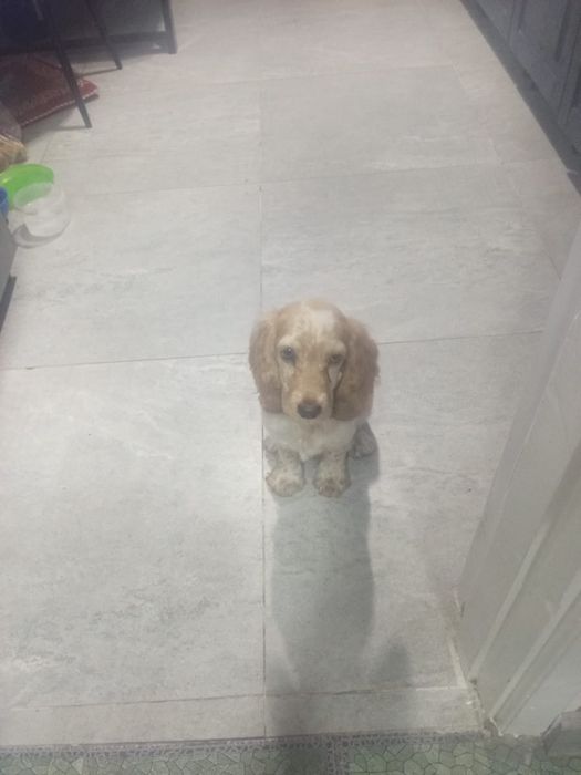 спаниель 5 месяцев