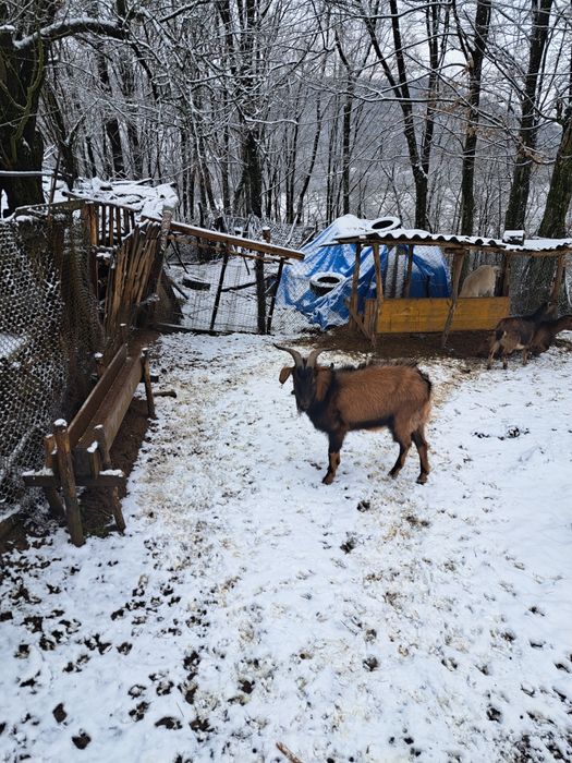 Vând țap anglo -nubian