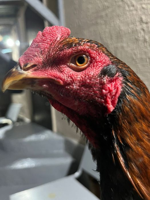 Бойтсовые даканы петушок