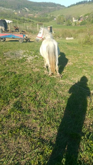 Vând iapă cu minge gestantă nu dă nu mușcă