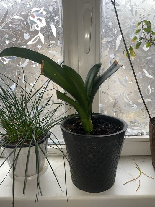 Комнатные цветы в горшках