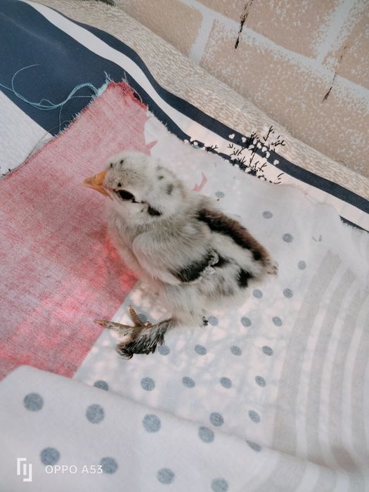 Продам цыплят карлик японский