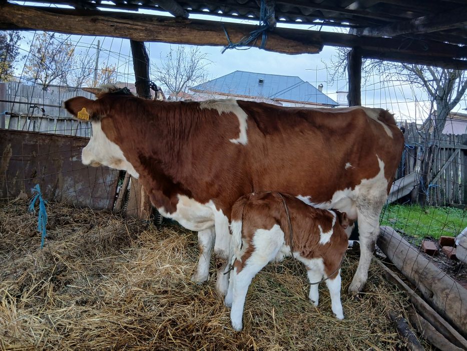 Vând bălțată românească fătată de 1 zi