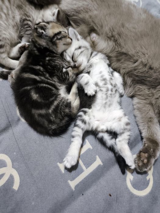 вислоухие котята