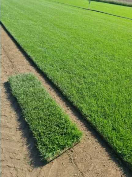 Gazon Natural Aclimatizat – Livrare în Toată Țara și Montaj