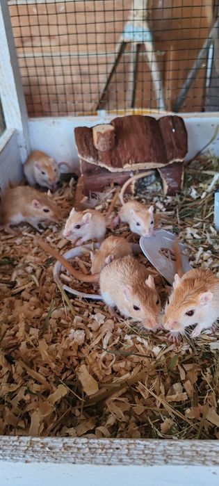 Veverițe gebril de vanzare