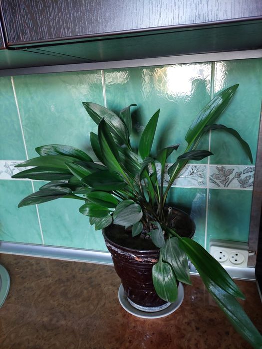 Дримиопсис комнатные растения