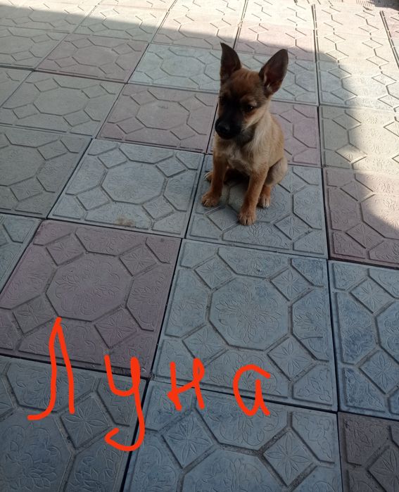 Щенки звоночки в дар