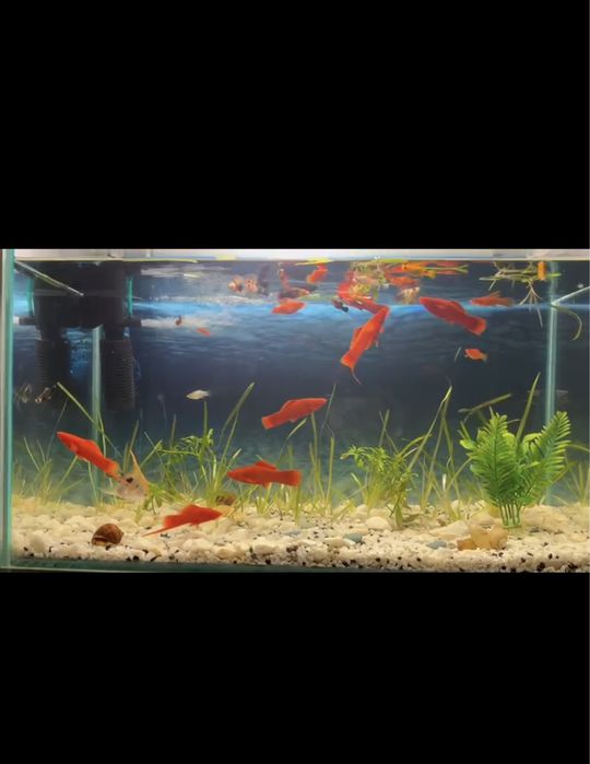 Аквариум 70 литров.