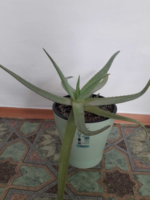 Емдік Алоэ Вера гүлдері