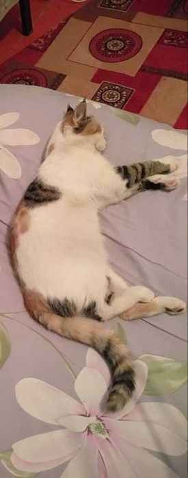 Пропала кошка "Белла"