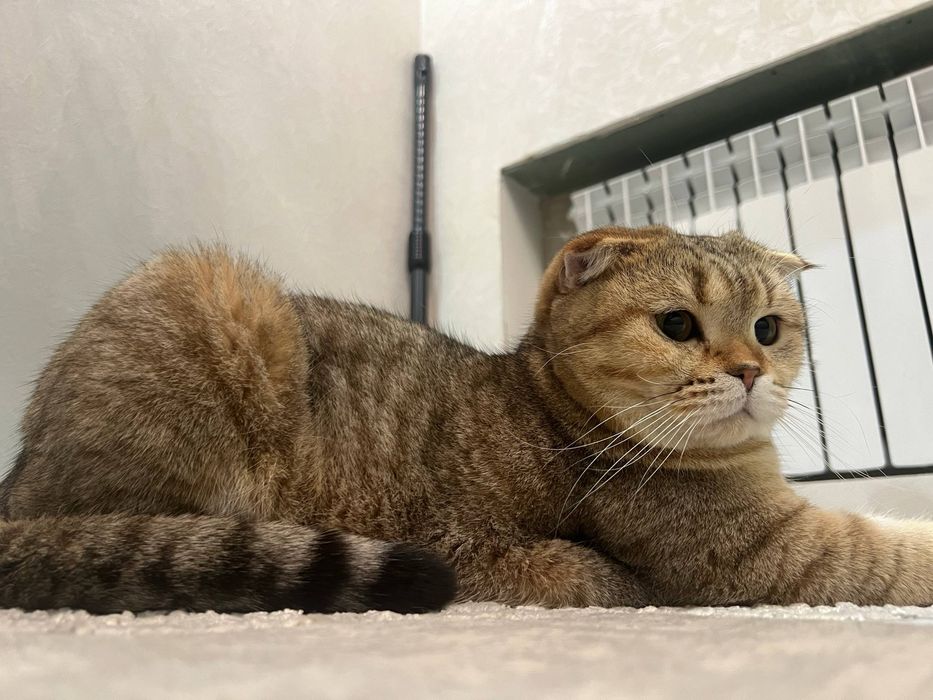 Продается кошка