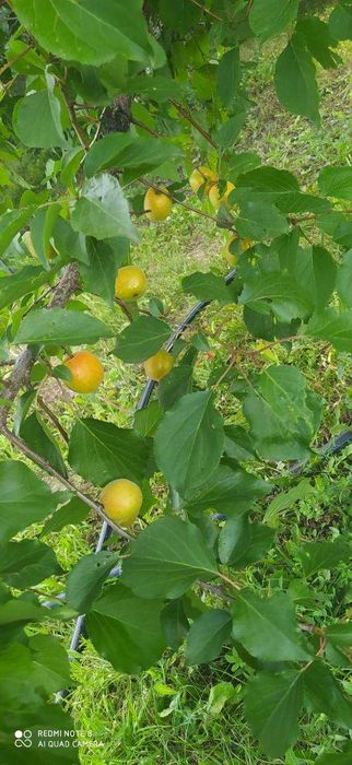 Продам дачу Восход в хорошем месте