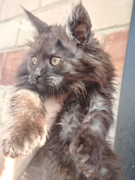 Кошечка мейн-кун