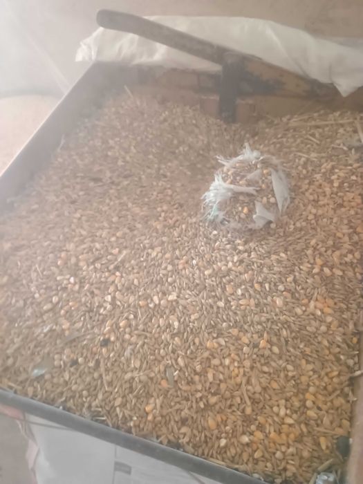 Măcinătură uruială pentru animale