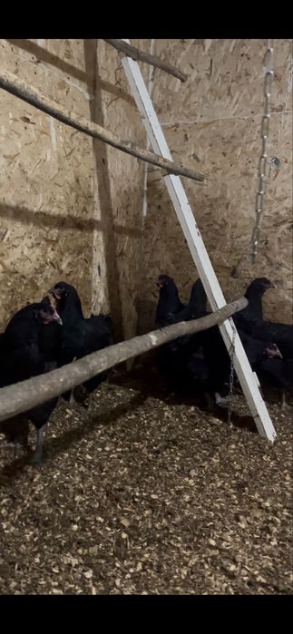 Джерси Гигант, Куры продается