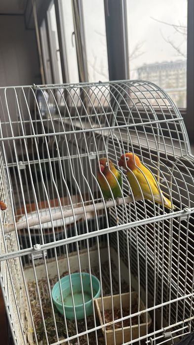 Продам пару попугаев неразлучников +Клетка