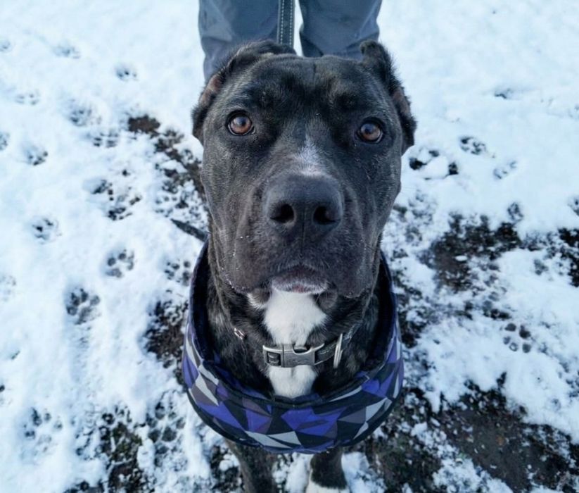 СРОЧНО! Кане-Корсо ТИГРОВЫЙ ГИГАНТ (60 см в холке)