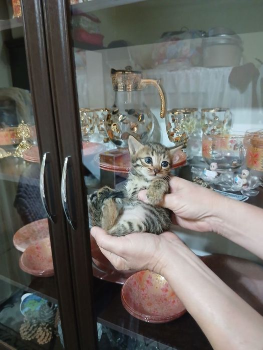 Отдадим котят в добрые руки