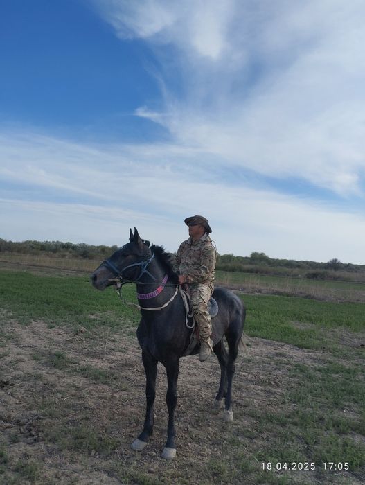 Айғырлыққа, көкпарға