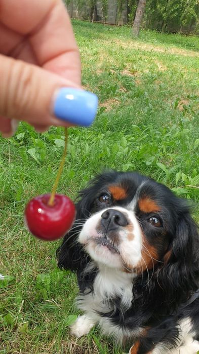 Вязка-кавалер_кинг_чарльз_спаниэль