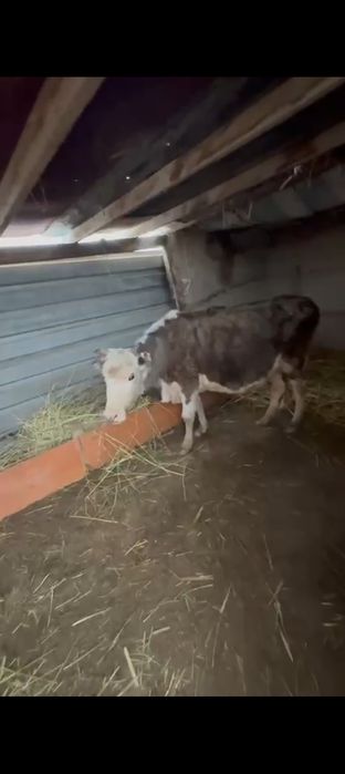 Сиыр сатылады буаз