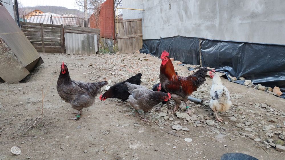 Ouă pt incubat Marans