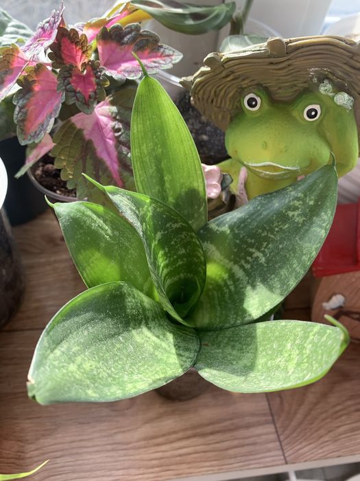 Домашние растения