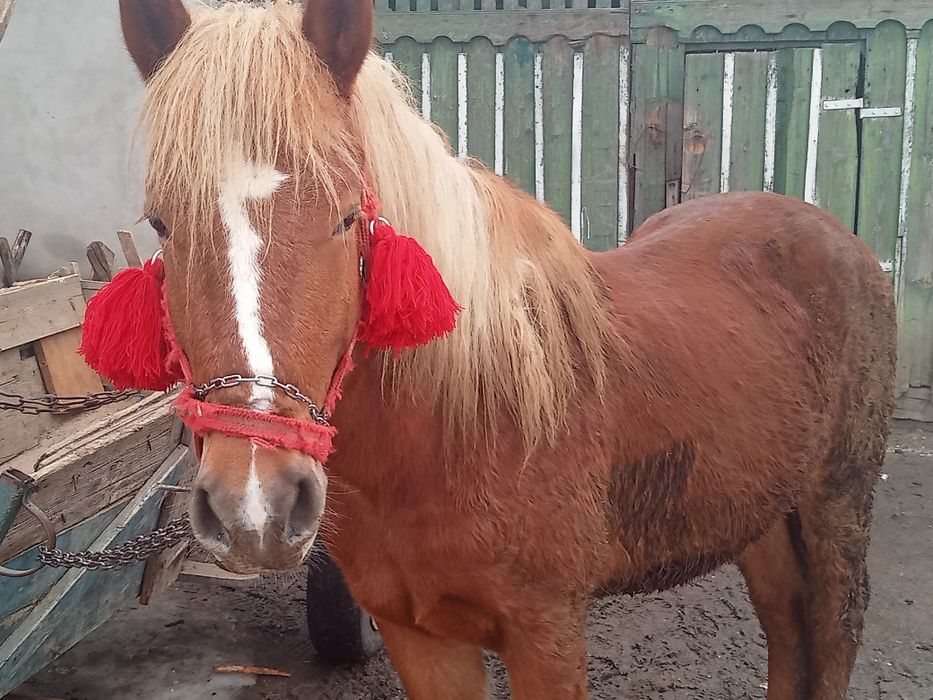 Vând mânz de 3 ani