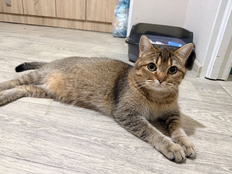 Отдам в добрые руки кошечку