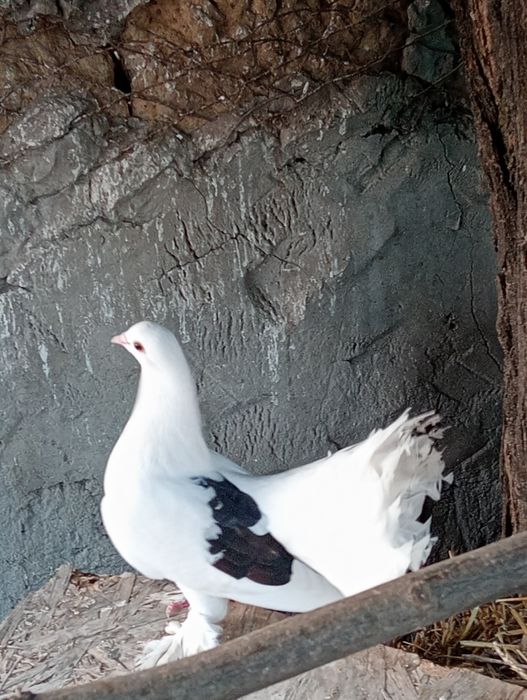 Vând femelă de voltat