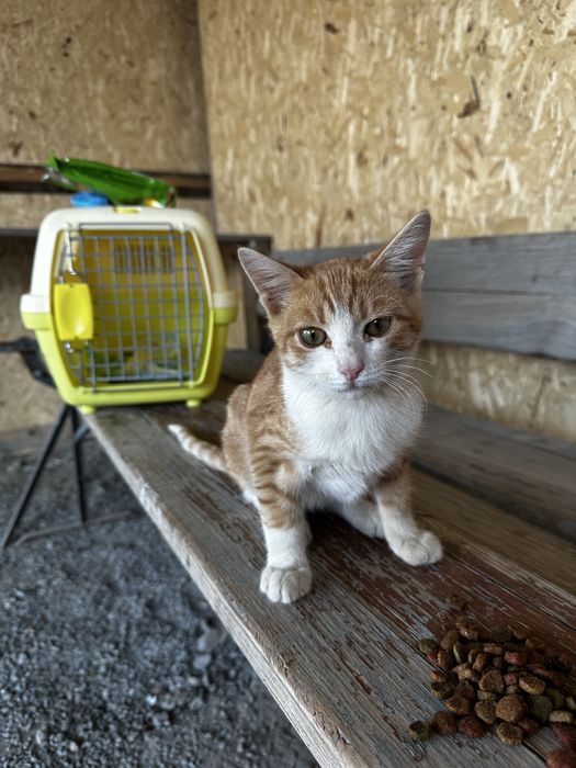 Котенок мальчик 3 месяца