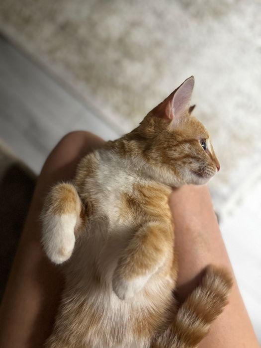 Отдам кошечку в добрые руки