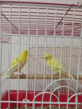 Kanarekalar sotiladi