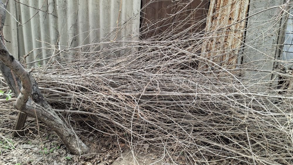 Бесплатно дрова в любое время самовывоз