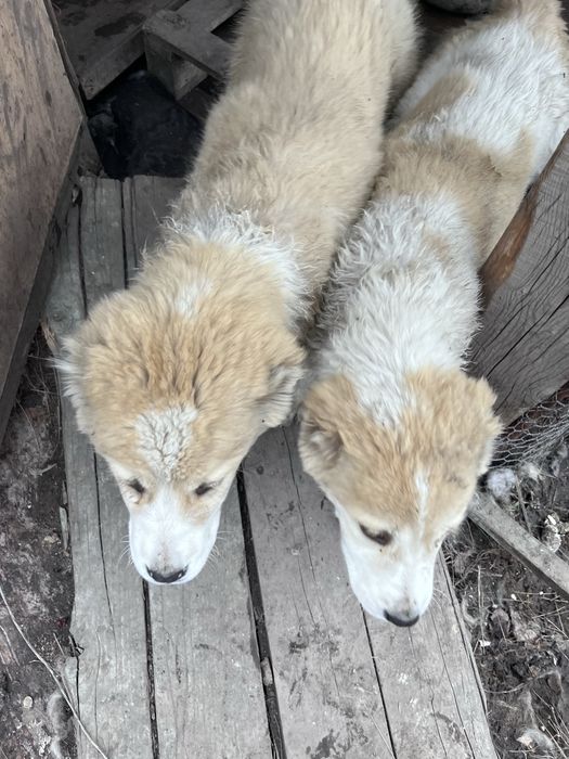 Продаются щенки САО