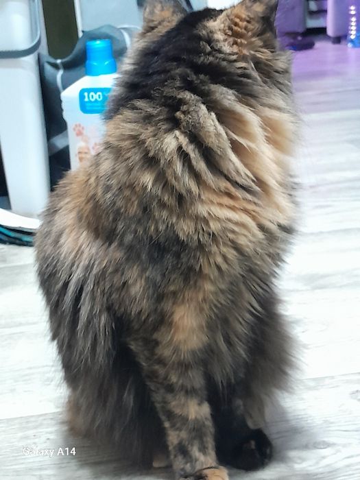 Отдам в добрые руки