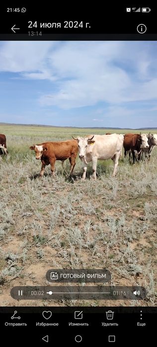 Ақ сиыр сатылады обмен жылқыға болады