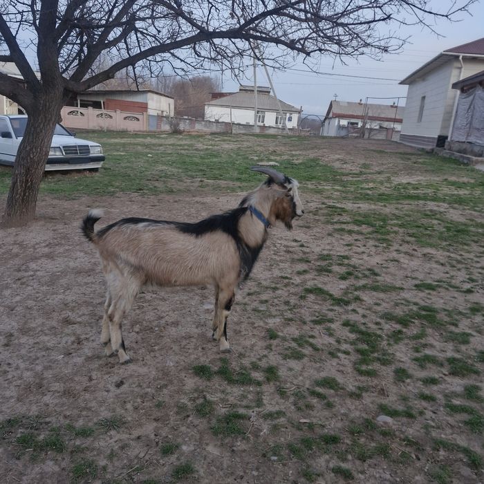 Теке екі жасар. .